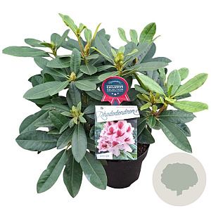Rhododendron Belami 30-40 cm 5,0L struik