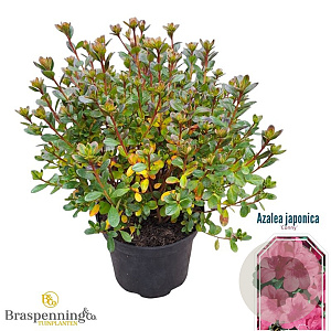 Rhododendron (AJ) 'Conny' 25-30 cm 4,0L
