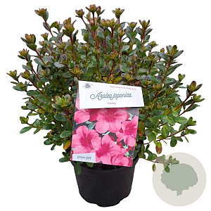 Rhododendron (AJ) 'Conny' 25-30 cm 4,0L