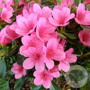 Rhododendron (AJ) 'Conny' 40-50 cm 10L