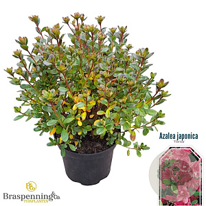 Rhododendron (AJ) 'Florida' 25-30 cm 4,0L