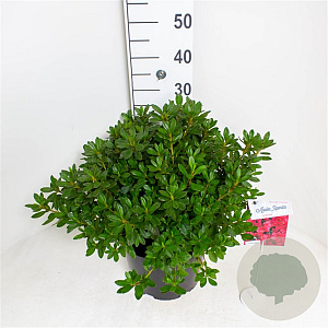 Rhododendron (AJ) Geisha Red 40-50 cm 10L