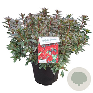 Rhododendron (AI) 'Hellmut Vogel' 40-50 cm 10L