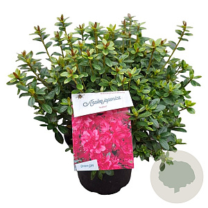 Rhododendron (AJ) 'Isabel' 25-30 cm 4,0L