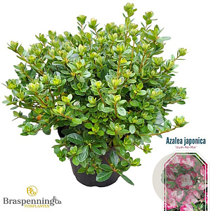 Rhododendron (AJ) 'Izumi-no-mai' 25-30 cm 4,0L