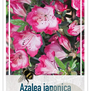 Rhododendron (AJ) 'Izumi-no-mai' 25-30 cm 4,0L