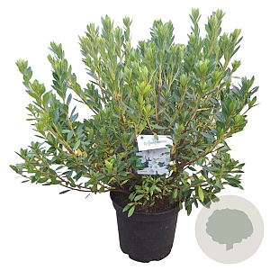 Rhododendron (AJ) 'Mémé' 40-50 cm 10L