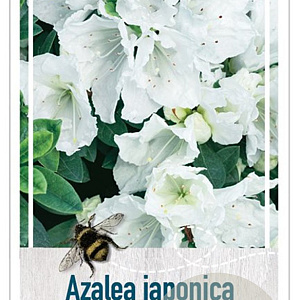 Rhododendron (AJ) 'Mémé' 50-60 cm 20L