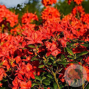 Rhododendron (AK) 'Satan' 30-40 cm 5,0L struik
