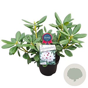 Rhododendron (AC) 'Schneeauge' 30-40 cm 5,0L struik