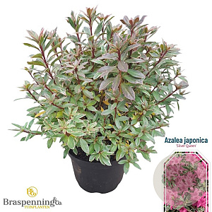 Rhododendron (AJ) 'Silver Queen' 25-30 cm 4,0L