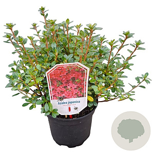 Rhododendron 'Vera Maja' 20-25 cm 2,0L