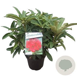 Rhododendron 'Wilgen's Ruby' 30-40 cm 5,0L struik