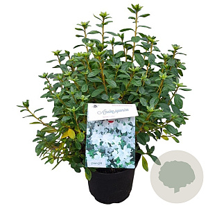 Rhododendron 'Windsor Lad' 25-30 cm 4,0L