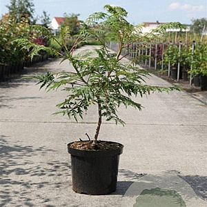 Rhus glabra 'Laciniata' 60-80 cm 10L