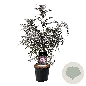 Sambucus nigra Black Lace 80-100 cm 15L
