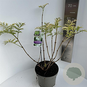 Sambucus nigra Golden Tower 40-50 cm 5,0L