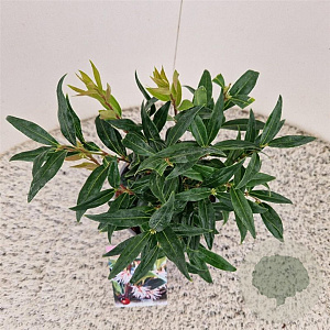 Sarcococca h. Winter Gem 20-25 cm 2,5L