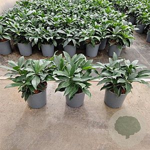 Skimmia japonica reevesiana 20-25 cm 2,5L