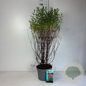 Spiraea billardii 80-100 cm 10L