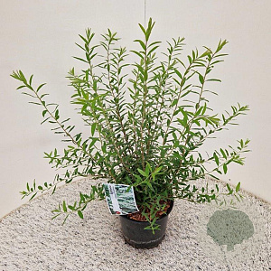 Spiraea cinerea 'Grefsheim' 40-50 cm 3,0L
