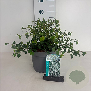 Spiraea vanhouttei 30-40 cm 3,5L