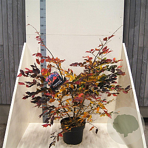 Sycoparrotia semidec. 'Purple Haze' 60-80 cm 10L