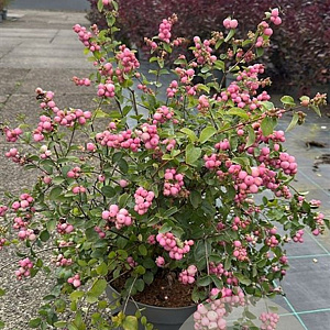 Symphoricarpos d. 'Mother of Pearl' 50-60 cm 10L