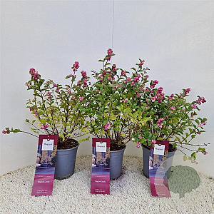 Symphoricarpos Magical Candy 30-40 cm 2,5L
