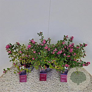 Symphoricarpos Magical Candy 30-40 cm 2,5L