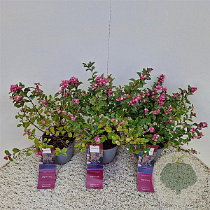 Symphoricarpos Magical Candy 30-40 cm 2,5L