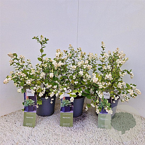 Symphoricarpos Magical Galaxy 30-40 cm 2,5L
