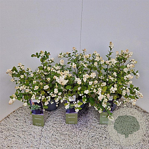 Symphoricarpos Magical Galaxy 30-40 cm 2,5L