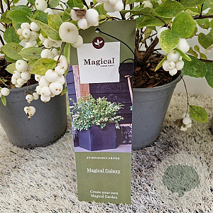 Symphoricarpos Magical Galaxy 30-40 cm 2,5L