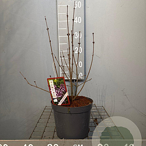 Syringa meyeri 'Palibin' 30-40 cm 3,0L