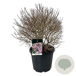 Syringa meyeri 'Palibin' 50-60 cm 30L extra