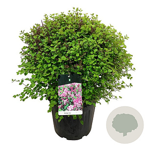 Syringa meyeri 'Palibin' 50-60 cm 30L extra