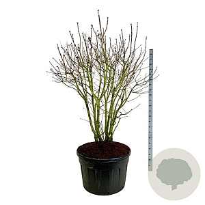 Syringa v. 'Michel Buchner' 150-175 cm cont. 230L solitair