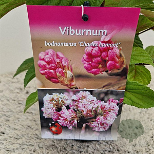 Viburnum bodn. 'Charles Lamont' 60-80 cm 2,5L