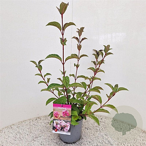 Viburnum bodn. 'Charles Lamont' 60-80 cm 2,5L