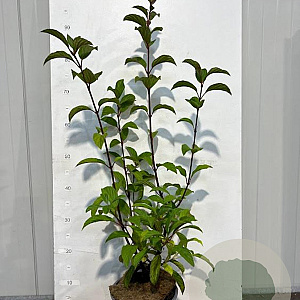 Viburnum bodn. 'Charles Lamont' 60-80 cm 3,0L