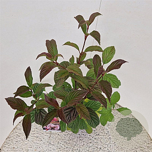 Viburnum bodn. 'Charles Lamont' 60-80 cm 3,0L