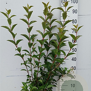 Viburnum bodn. 'Charles Lamont' 80-100 cm 10L