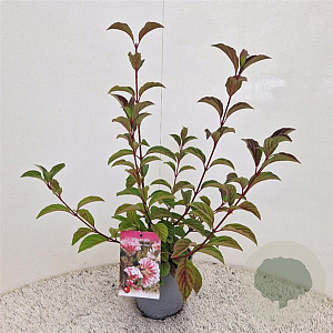 Viburnum bodn. 'Dawn' 50-60 cm 2,5L