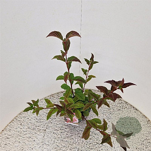 Viburnum bodn. 'Dawn' 50-60 cm 2,5L