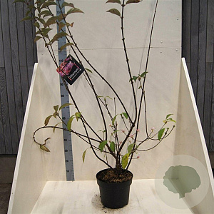 Viburnum bodn. 'Dawn' 175-200 cm 10L