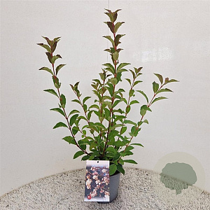 Viburnum farreri 60-80 cm 2,5L