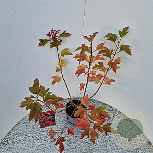 Viburnum opulus 'Compactum' 60-70 cm 3,0L