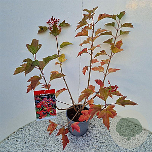 Viburnum opulus 'Compactum' 60-70 cm 3,0L