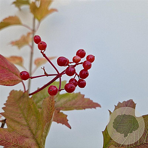 Viburnum opulus 'Compactum' 60-70 cm 3,0L